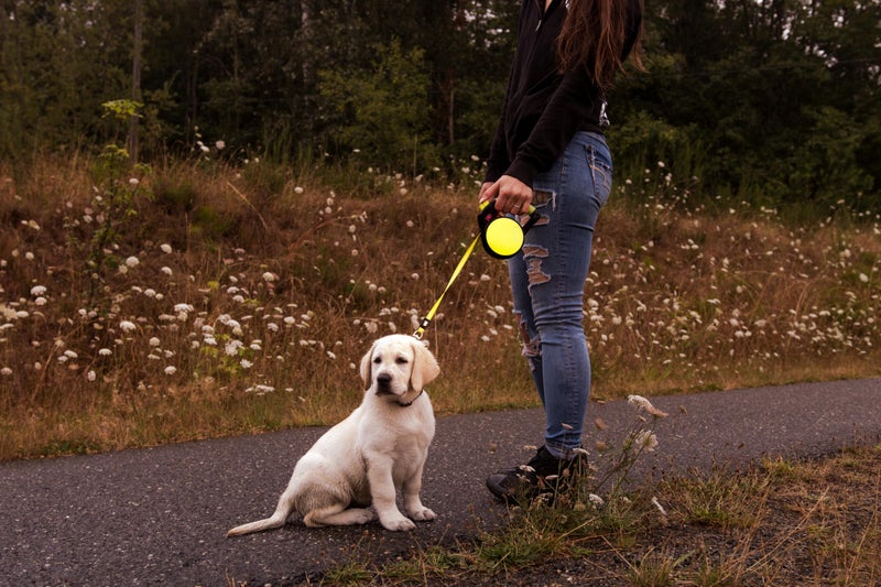 WIGZI Reflective Gel Retractable Leash, Yellow, Small - Image 4
